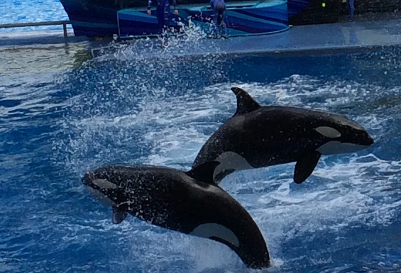 Sea World