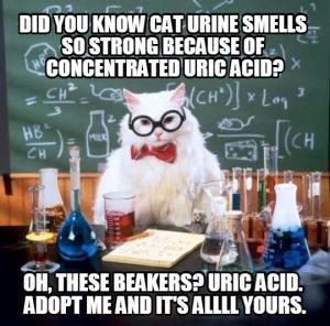 How to Adopt a Kitten