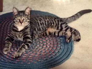 How to Adopt a Kitten