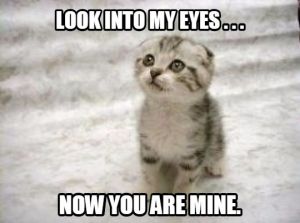 How to Adopt a Kitten