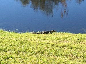 Free Range Parenting