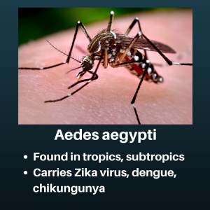 This nasty dude proliferates in Florida.